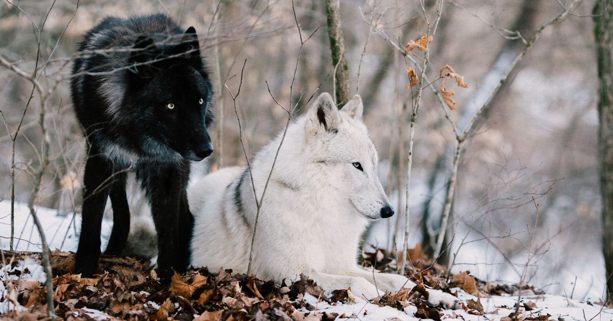 12 The 2 Wolves - ©www.canva.com